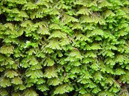 Attēlu rezultāti vaicājumam “Porella cordaeana”