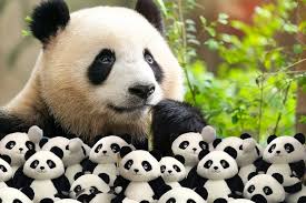 Image result for pandas