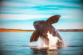 Image result for Eubalaena glacialis