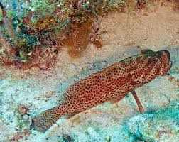 Image result for Epinephelus guttatus