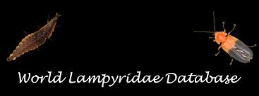 Attēlu rezultāti vaicājumam “Lampyridae”