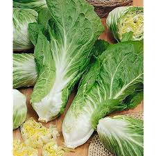 Image result for Chicorée