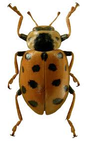 Attēlu rezultāti vaicājumam “Hippodamia notata”