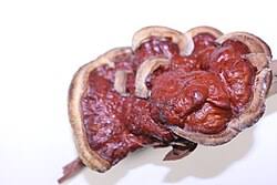 Attēlu rezultāti vaicājumam “Diderma rufostriatum sessile”