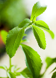 Image result for Stevia rebaudiana