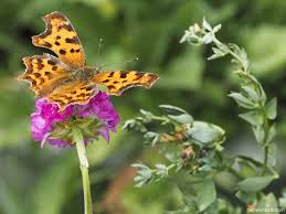 Attēlu rezultāti vaicājumam “Anthyllis maritima flower”