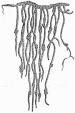 Quipu - Wikipedia, the free encyclopedia