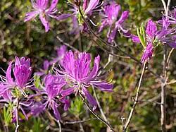 Attēlu rezultāti vaicājumam “Rhododendron canadense”