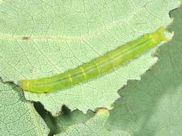 Attēlu rezultāti vaicājumam “Colobochyla salicalis”