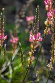 Attēlu rezultāti vaicājumam “Onobrychis arenaria leaf”