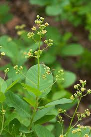 Attēlu rezultāti vaicājumam “Cotinus coggygria flower”