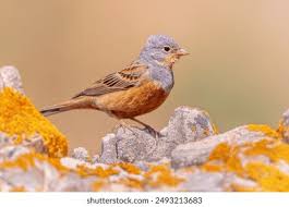 Image result for Emberiza caesia