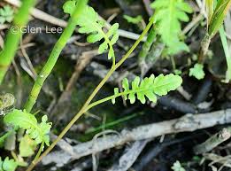Attēlu rezultāti vaicājumam “Rorippa palustris leaf”