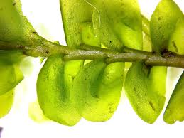 Attēlu rezultāti vaicājumam “Plagiochila porelloides sporophyte”