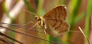 Attēlu rezultāti vaicājumam “Camptogramma bilineata”