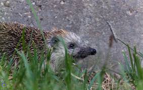 Attēlu rezultāti vaicājumam “Insectivora”