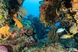 Resultado de imagen para cozumel dive