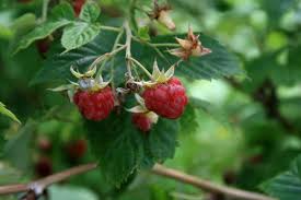 Attēlu rezultāti vaicājumam “Rubus idaeus”
