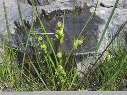 Attēlu rezultāti vaicājumam “Carex viridula”