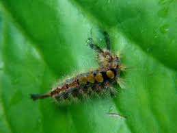 Attēlu rezultāti vaicājumam “Orgyia antiqua imago”