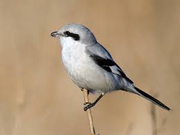 Attēlu rezultāti vaicājumam “Lanius excubitor adult”