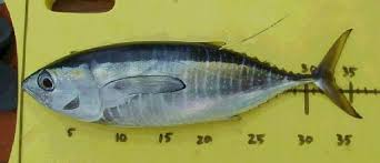 Image result for Thunnus albacares
