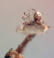 Attēlu rezultāti vaicājumam “Didymium xanthopus”