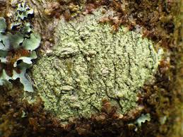 Attēlu rezultāti vaicājumam “Pertusaria flavida”