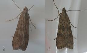 Attēlu rezultāti vaicājumam “Nomophila noctuella”