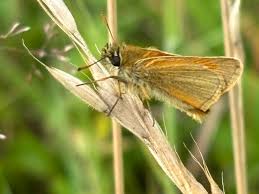 Attēlu rezultāti vaicājumam “Thymelicus sylvestris female”