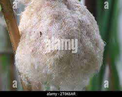 Attēlu rezultāti vaicājumam “Typha latifolia fruit”