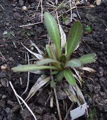 Image result for Pulmonaria Silverado