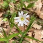 Attēlu rezultāti vaicājumam “Stellaria palustris leaf”