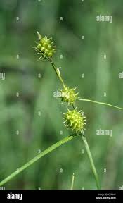 Attēlu rezultāti vaicājumam “Carex viridula”