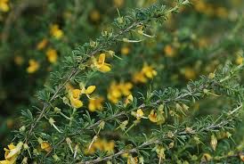 Attēlu rezultāti vaicājumam “Licea pygmaea”