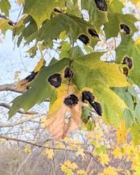 Attēlu rezultāti vaicājumam “Acer platanoides fruit”