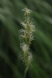 Attēlu rezultāti vaicājumam “Carex disticha”