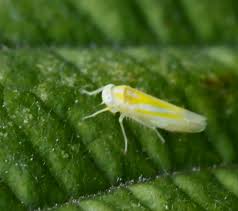 Attēlu rezultāti vaicājumam “Lamprotettix nitidulus”