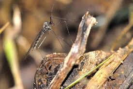 Attēlu rezultāti vaicājumam “Trichocera regelationis”