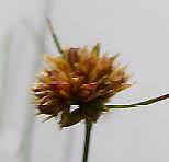 Attēlu rezultāti vaicājumam “Juncus bufonius fruit”