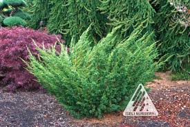 Attēlu rezultāti vaicājumam “Juniperus chinensis”