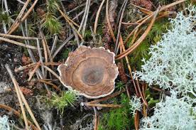 Attēlu rezultāti vaicājumam “Phellodon tomentosus”