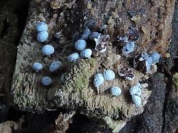 Attēlu rezultāti vaicājumam “Badhamia lilacina var. megaspora sessile”