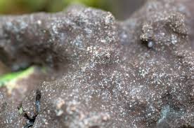 Attēlu rezultāti vaicājumam “Brefeldia maxima macro”