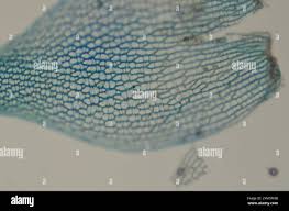 Attēlu rezultāti vaicājumam “Sphagnum teres”