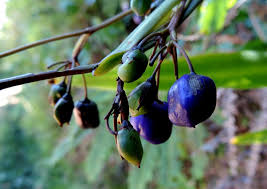 Attēlu rezultāti vaicājumam “Dianema nivale sessile”