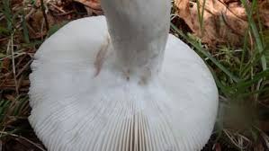 Attēlu rezultāti vaicājumam “Russula vesca”
