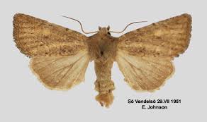 Attēlu rezultāti vaicājumam “Chortodes fluxa”