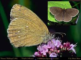 Attēlu rezultāti vaicājumam “Aphantopus hyperantus”