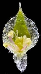 Attēlu rezultāti vaicājumam “Corispermum hyssopifolium”